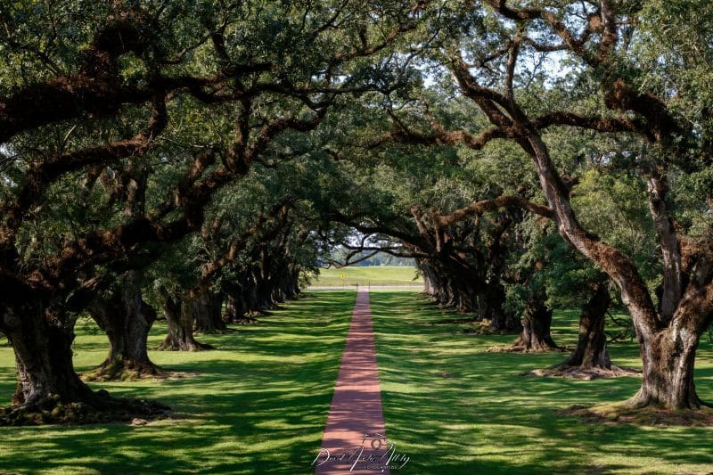 Oak Plantation, New Orleans