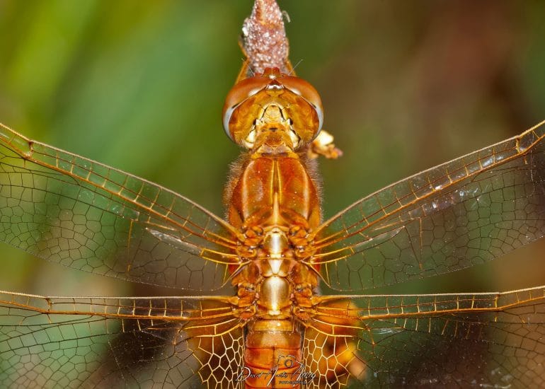 Libélula ( sympetrum sp )