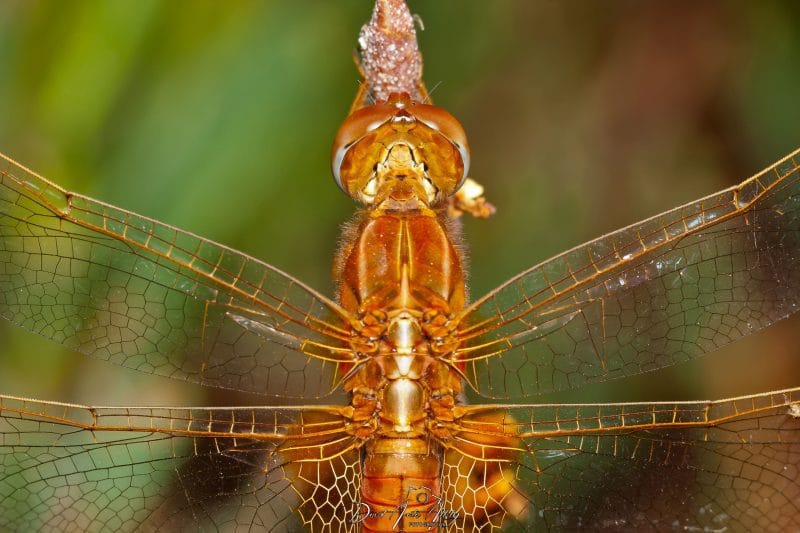 Libélula ( sympetrum sp )