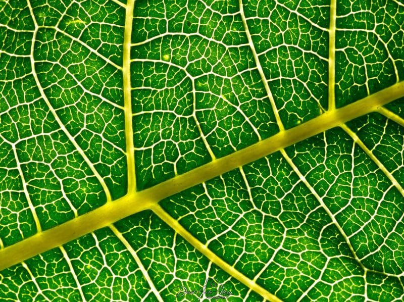 Leaf texture