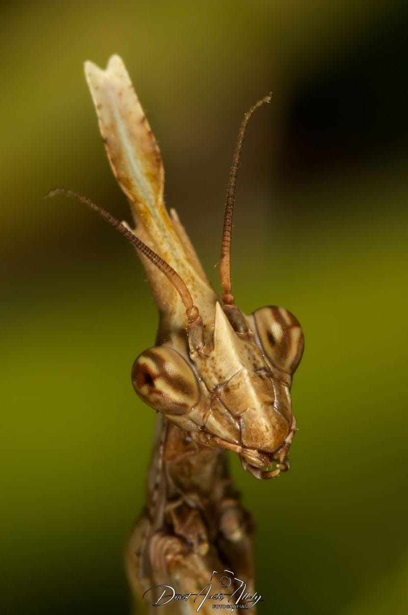 Mantis Empusa Pennata