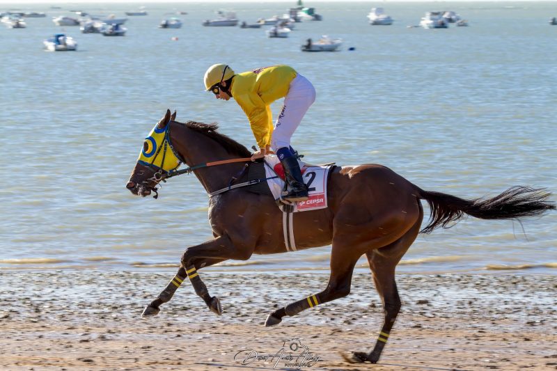 Carreras de caballos de Sanlúcar, 2014