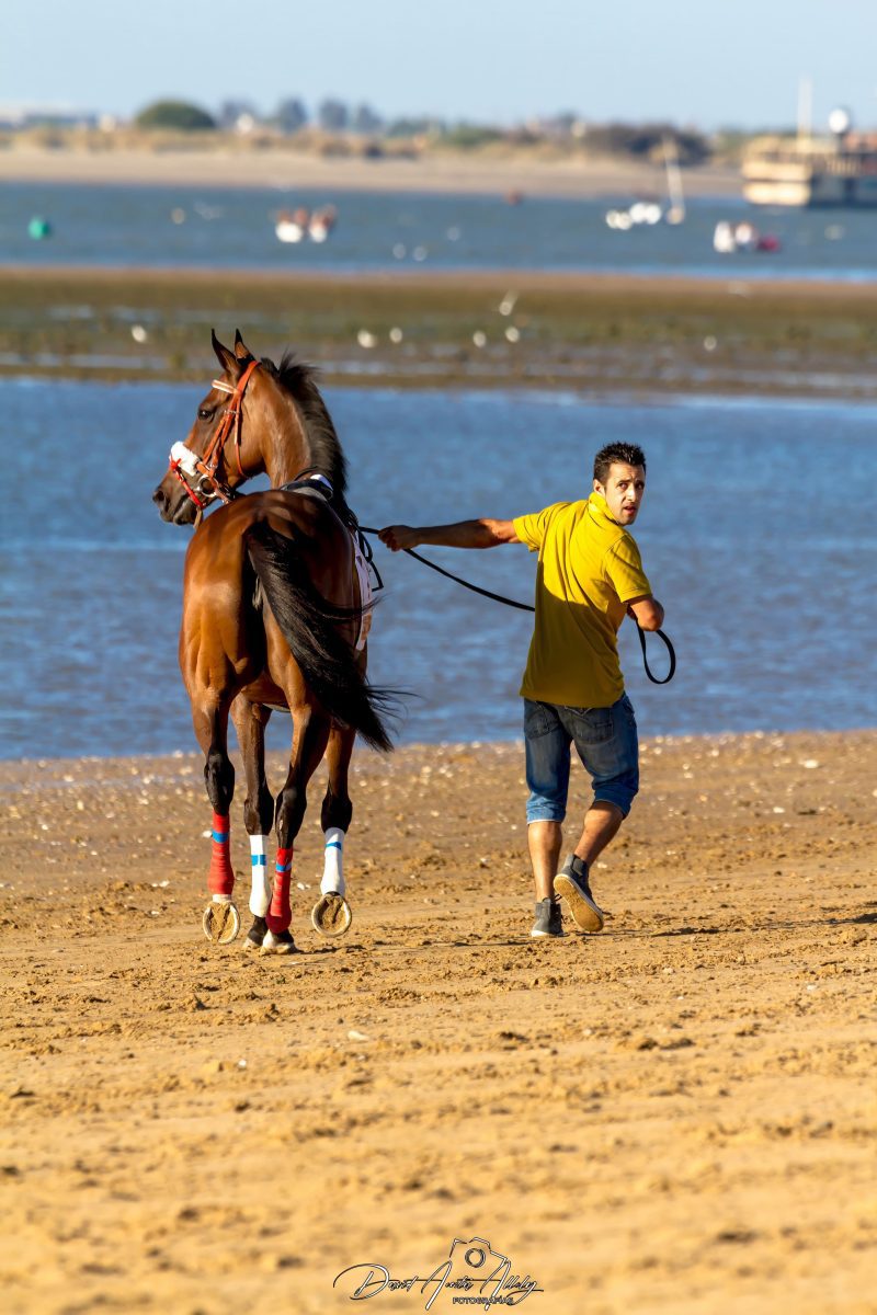 Carreras de caballos de Sanlúcar, 2014