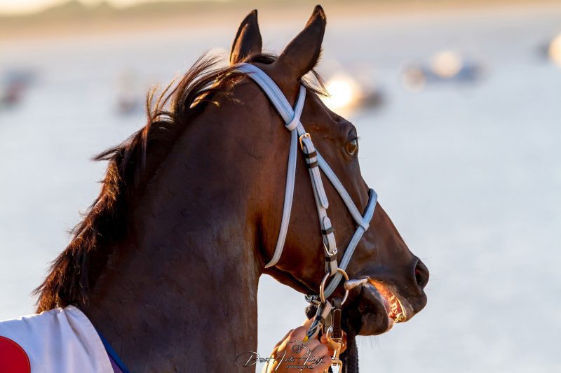 Carreras de caballos de Sanlúcar, 2014