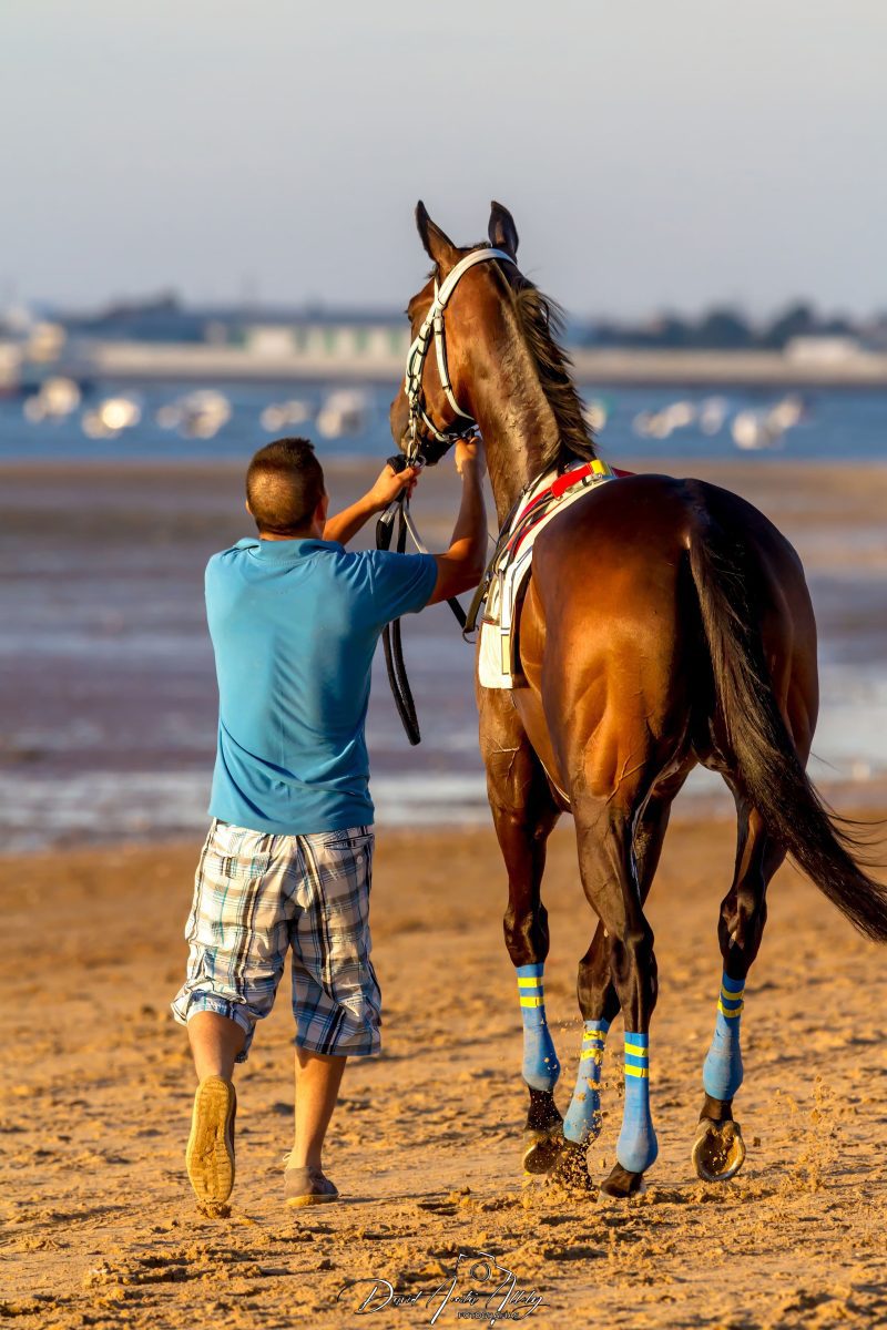 Carreras de caballos de Sanlúcar, 2014