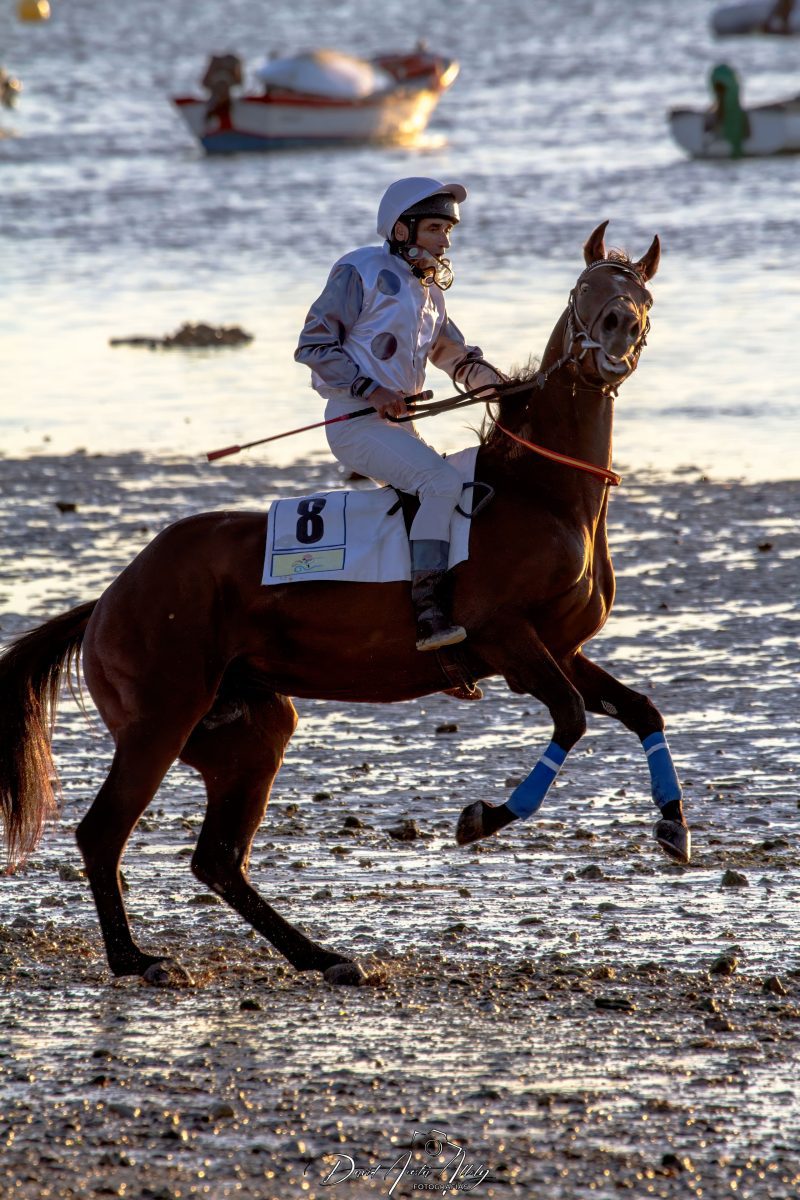 Carreras de caballos de Sanlúcar, 2014