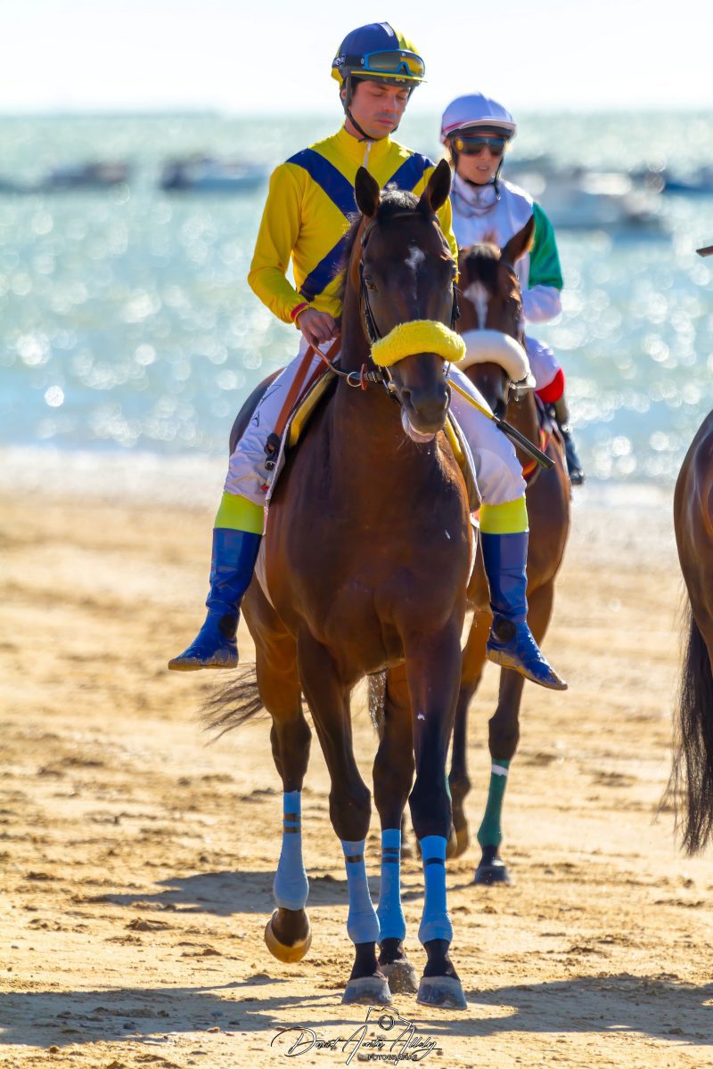 Carreras de caballos de Sanlúcar, 2014