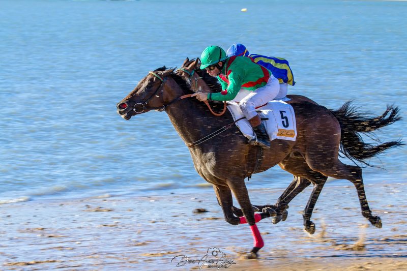 Carreras de caballos de Sanlúcar, 2014