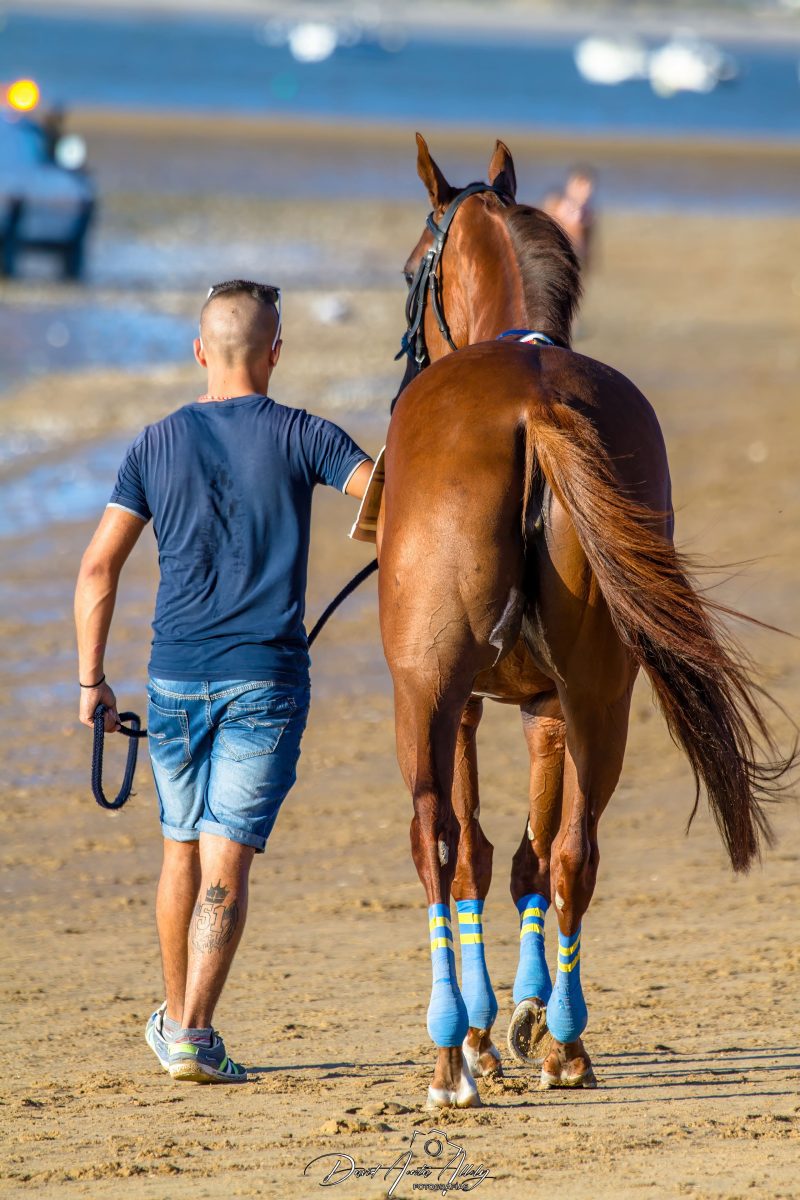 Carreras de caballos de Sanlúcar, 2014