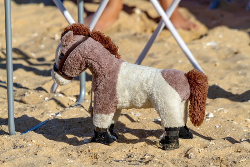 Carreras de caballos de Sanlúcar, 2014