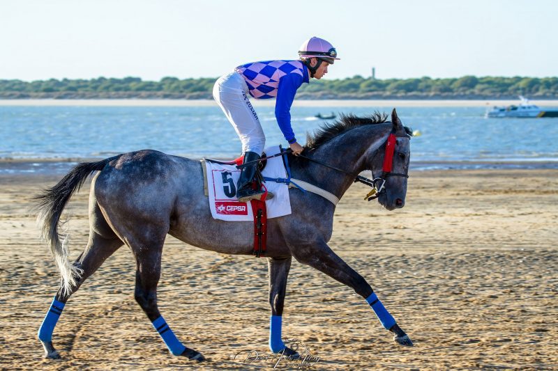 Carreras de caballos de Sanlúcar, 2014