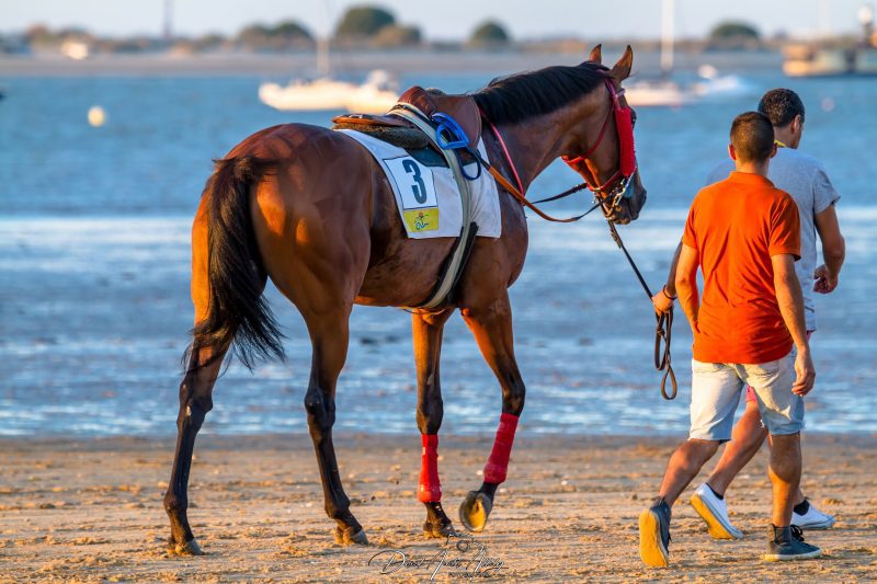 Carreras de caballos de Sanlúcar, 2014