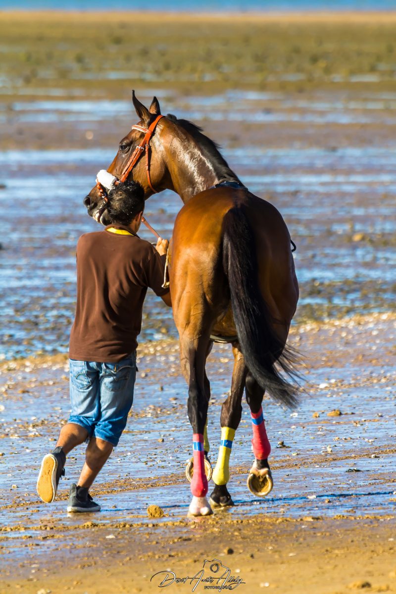 Carreras de caballos de Sanlúcar, 2014